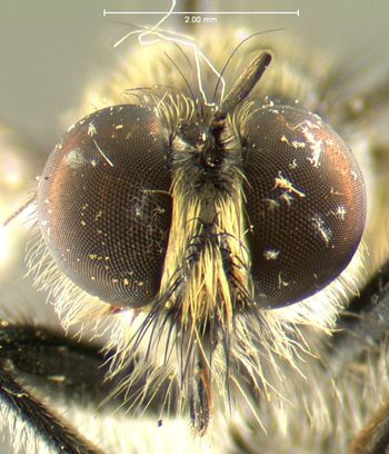 Media type: image;   Entomology 13472 Aspect: head frontal view